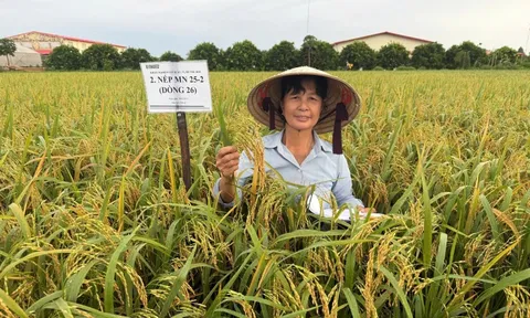Người 'gieo vàng" trên những cánh đồng quê hương