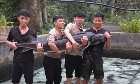 Cá tầm "15 năm tuổi" lớn nhất Việt Nam sắp được chào bán