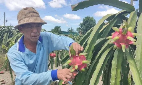 Giá nông thủy sản miền Tây: Trái thanh long "bán rẻ như cho" tại vườn