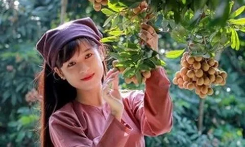 Lập hồ sơ 'Tri thức dân gian trồng và chế biến nhãn lồng Hưng Yên' trình UNESCO