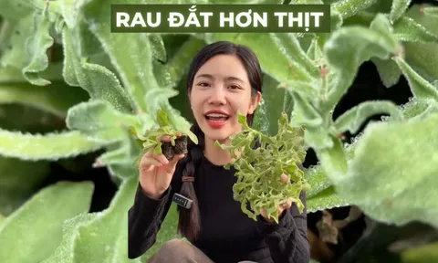 Sự thật về rau xà lách giá 300k/kg, vị mặn như muối đang được săn lùng nhất Việt Nam