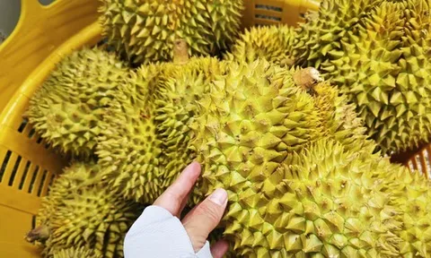 Phó Thủ tướng yêu cầu làm rõ trách nhiệm để gián đoạn kiểm nghiệm sầu riêng