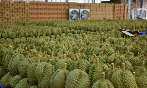 Đối thủ sầu riêng của Việt Nam, Thái Lan tăng tốc tại thị trường châu Âu, Mỹ: xuất khẩu gấp 3 lần, Trung Quốc vẫn là 'mỏ vàng' lớn nhất