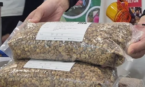 Giá cà phê hôm nay 3-11: Một loại cà phê nhân giá 650.000 đồng/kg