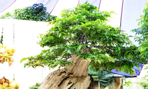 Xác lập kỷ lục Việt Nam cho chậu bonsai bằng lăng xoay tự động độc nhất vô nhị