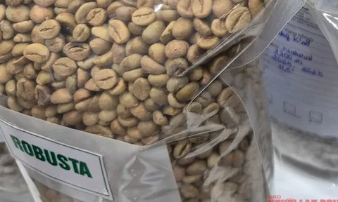Giá cà phê hôm nay 5-11: Cà phê Việt được săn đón