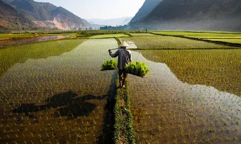 Nói "Việt Nam nuôi cả thế giới" không phải là cường điệu