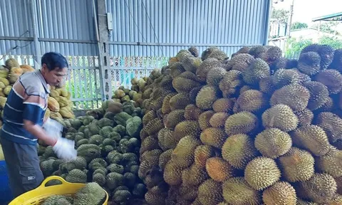 Cần lập lại trật tự ngành hàng sầu riêng