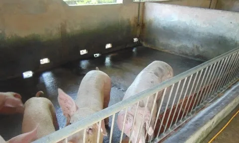 Giá heo hơi hôm nay giảm sâu