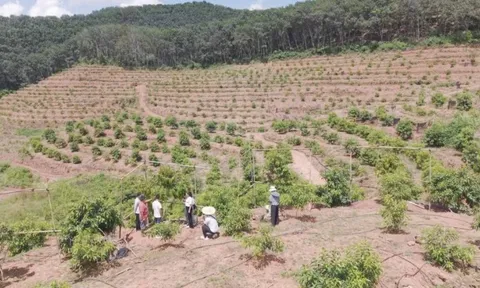 Trung Quốc tuyên bố vừa thử nghiệm thành công sầu riêng tại Vân Nam: Hướng tới giấc mơ “tự do sầu riêng”, diện tích trồng ra sao?
