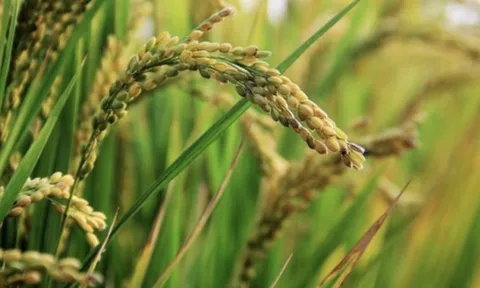 Philippines dừng nhập khẩu, gạo Việt vẫn ‘ăn nên làm ra’ tại loạt thị trường, một quốc gia châu Á vừa tăng nhập khẩu đến 25.000%