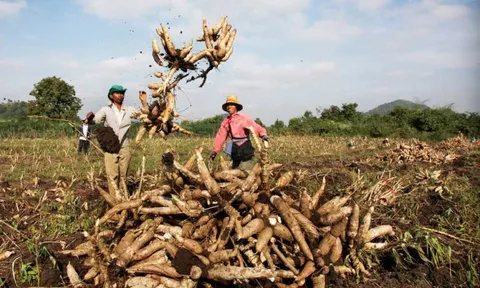 Loại củ được ví như 'vàng trắng' dưới lòng đất, Việt Nam tăng mua 9 triệu tấn từ Campuchia