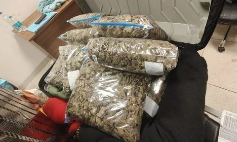 Kiểm tra chiếc vali, phát hiện thứ trị giá 29,7 tỷ đồng