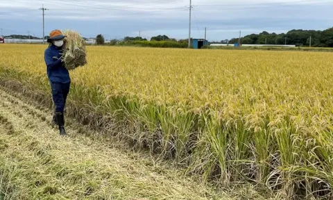 Chuyện gì đang xảy ra tại nền kinh tế lớn thứ 4 thế giới: Áp thuế gạo nhập khẩu cao chót vót nhưng vẫn rẻ hơn hàng nội địa, người tiêu dùng chịu mức giá đắt đỏ