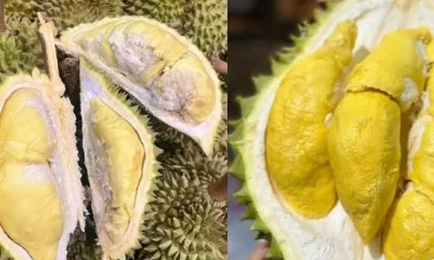 So sánh sầu Thái và sầu Ri6, loại nào ngọt và béo hơn?