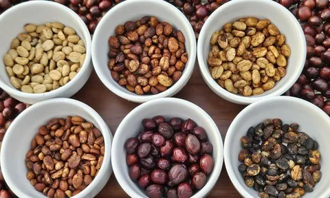 Giá cà phê hôm nay 21-11: Quay đầu tăng rất mạnh