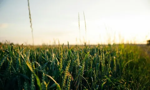 Vương quốc Anh thông qua Luật về Công nghệ Di truyền chọn tạo giống chính xác