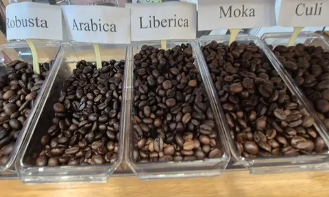 Giá cà phê hôm nay 26-11: Tăng 3 con số trở lại