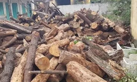 Thu hồi khoảng 20m3 gỗ thông chặt hạ trái phép ở Quảng Ninh