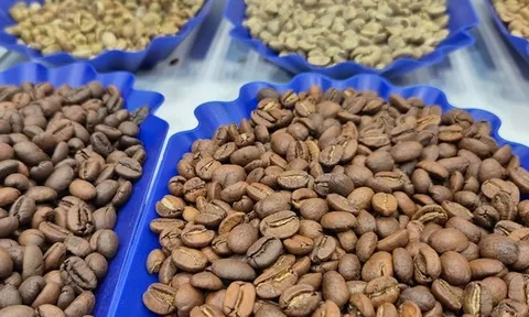 Giá cà phê hôm nay 30-11: Một tuần lạ lùng