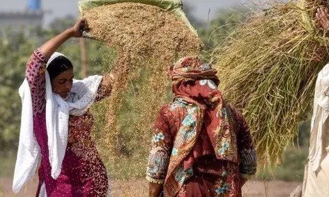 Không phải Ấn Độ hay Thái Lan, gạo của một quốc gia đang gặp khốn đốn: Giá giảm 28% nhưng hàng nhập khẩu thắng lớn, gạo nội địa lâm cảnh ế ẩm