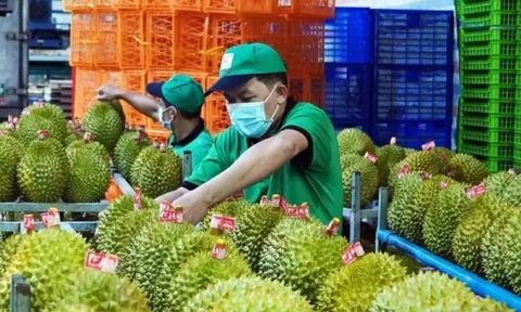 Xuất khẩu sầu riêng cao nhất từ trước đến nay