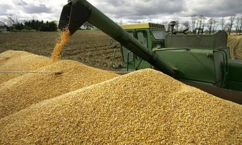 Trung Quốc, Campuchia đua nhau săn 'mỏ vàng' mới nổi của Việt Nam: là cứu tinh cho chăn nuôi, nước ta đứng thứ 8 thế giới về sản lượng