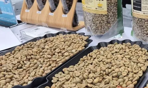 Giá cà phê hôm nay 26-12: Trong nước tăng nóng, Trung Quốc bất ngờ nhập nhiều