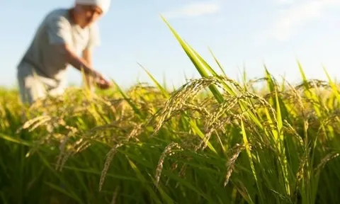 Buồn của nền kinh tế lớn thứ 4 thế giới: Nhập khẩu gạo tăng gấp 100 lần, hàng nội địa ‘bão chồng bão’