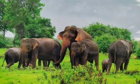 Phục hồi đàn voi từ công tác bảo tồn