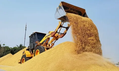 Vựa lúa lớn nhất thế giới tồn kho tăng kỷ lục, đối thủ của gạo Việt Nam nhận tin không vui