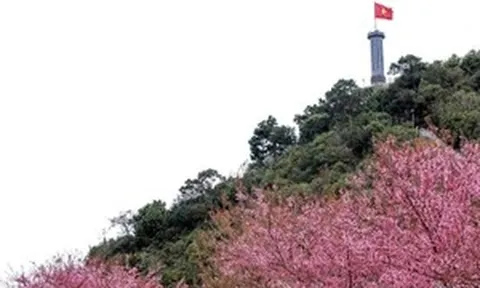 Lần đầu tiên tổ chức Festival hoa mai anh đào tại Tuyên Quang