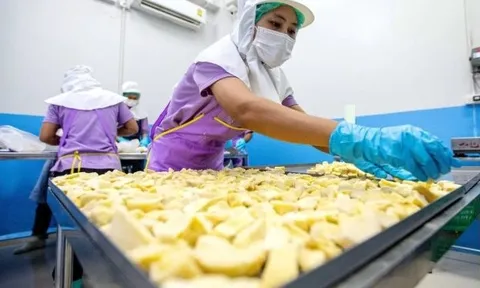 Đối thủ sầu riêng Việt Nam, Thái Lan bất ngờ đón tin buồn: Nhiều giống cao cấp giá thấp nhất 10 năm, nhà vườn lao đao