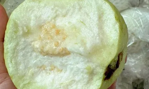 Thương lái tấp nập vào tận vườn thu mua loại quả giòn, ngọt đậm, người dân Hưng Yên kiếm bộn tiền