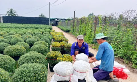 Hoa Tết nở sớm, nhà vườn đứng ngồi không yên