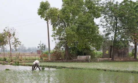 Vượt Trung Quốc trở thành quốc gia sản xuất gạo lớn nhất thế giới nhưng Ấn Độ lại nhận tin không vui