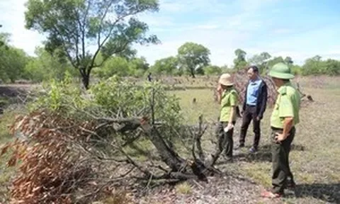 Rừng phòng hộ hàng chục năm tuổi ở Quảng Trị bị đốn hạ