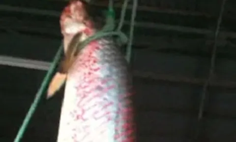 "Quái ngư" đỏ rực làm lắc xuồng giữa sông An Giang: Quý hiếm bậc nhất thế giới