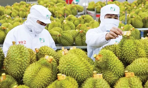 Cuộc đua sầu riêng tại Trung Quốc: Việt Nam áp sát Thái Lan, tiến gần tới mốc 50% thị phần