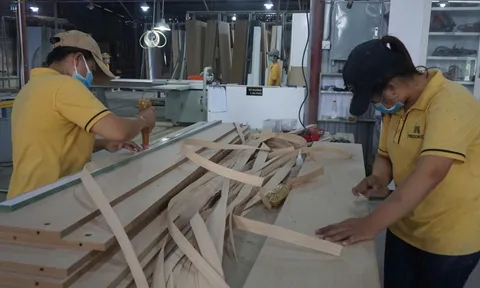 Hơn 280.000 ha rừng được trồng mới trong năm 2025