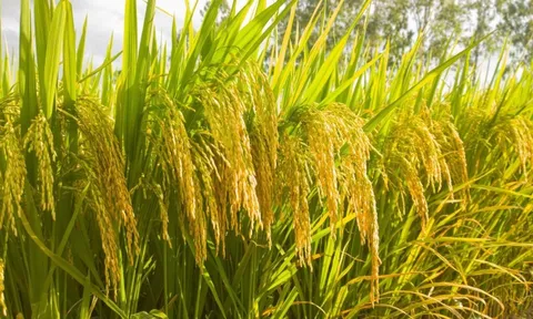 Một giống lúa Việt "cấy một vụ, ăn cả năm", năng suất "khủng"