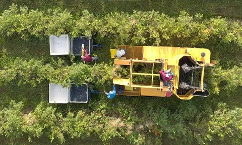 Blueberry Hoa Kỳ rộn ràng vào mùa