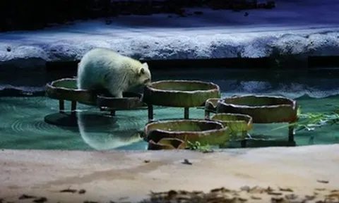 Night Safari chính thức trở lại, với sân khấu, dàn diễn viên và nội dung hoàn toàn mới