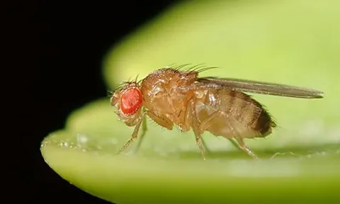 Nghiên cứu đột phá về chế độ ăn kiêng có thể thay thế nhịn ăn gián đoạn