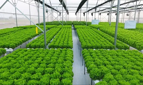 Gia Lai: Sơ tuyển nhà đầu tư dự án nông nghiệp công nghệ cao