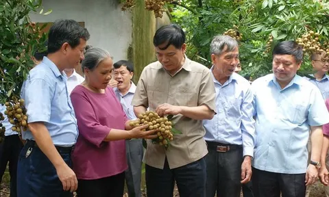 Gỡ khó để trái nhãn của Việt Nam dễ dàng xuất khẩu