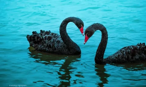 Sức hút đặc biệt của siêu phẩm ballet Hồ Thiên Nga