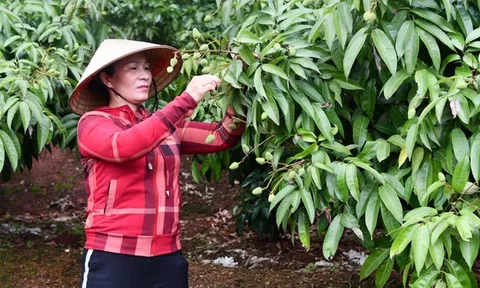 Vải thiều tươi Việt Nam lần đầu xuất khẩu sang Nhật Bản có thể &#039;lỡ hẹn&#039; do dịch Covid-19