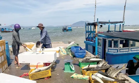 Kiên Giang và Cà Mau chung tay chống khai thác thủy sản bất hợp pháp