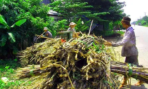 Mía bán để ép nước cao hơn để làm đường